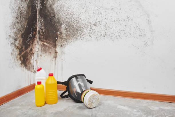 Best Professional Mold Removal  in Lakes West, CT