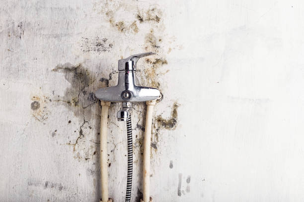 Best Same-Day Mold Removal  in Lakes West, CT