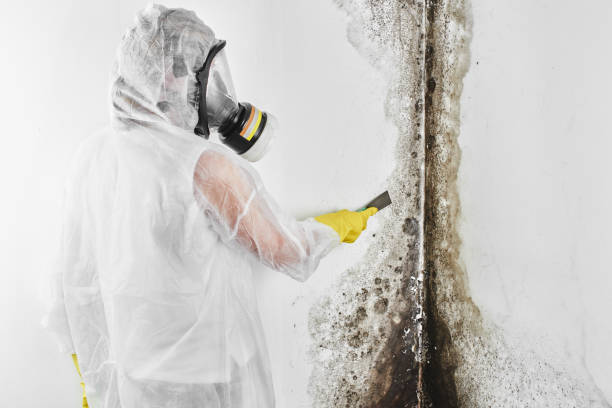 Best Mold Removal Process  in Lakes West, CT