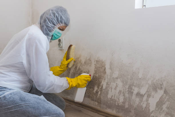 Best Certified Mold Removal  in Lakes West, CT