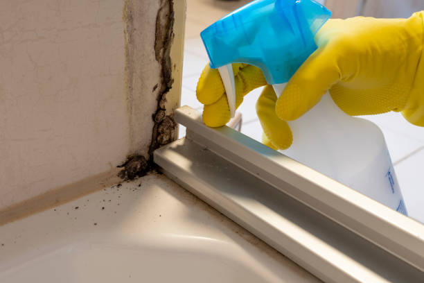 Best Fast Mold Removal  in Lakes West, CT