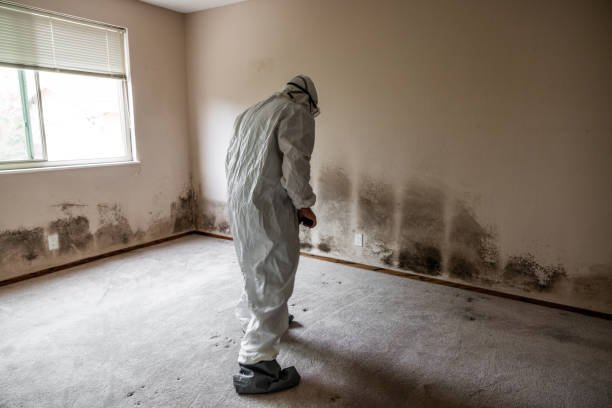 Best Mold Remediation  in Lakes West, CT