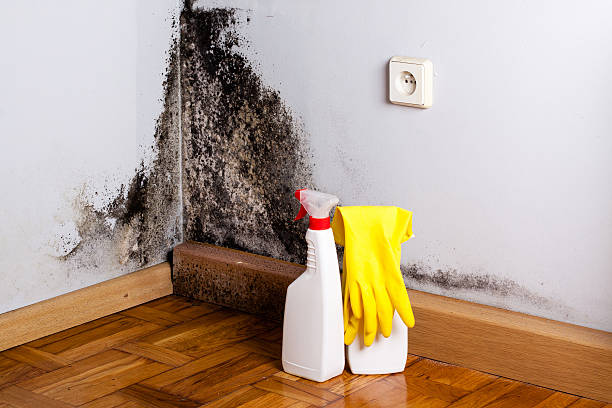 Best Mold Damage Repair  in Lakes West, CT