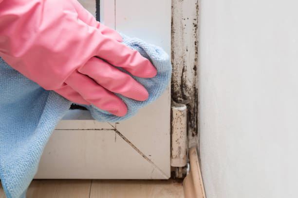 Best Home Mold Removal  in Lakes West, CT